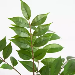 3.5 ft. Sumac Tree in Nursery Planter