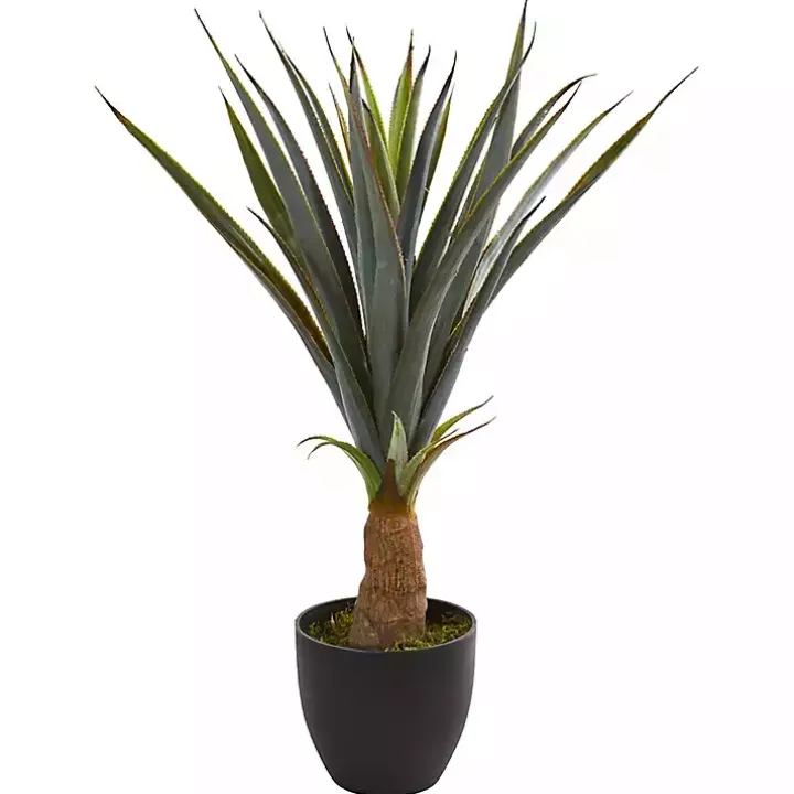 Agave in Planter, 30 in.