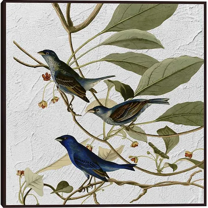 Audubon Indigo Bird Framed Canvas Art Print