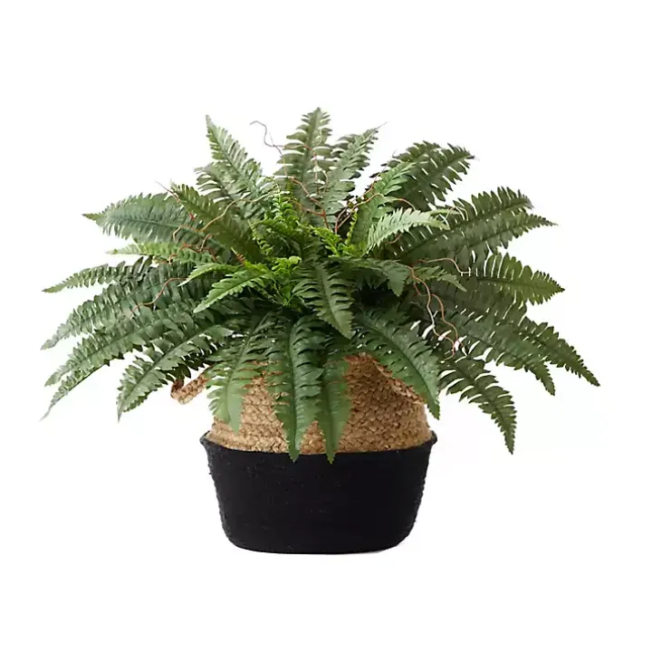 Boston Fern Arrangement in Woven Basket DIY Kit