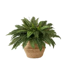 Boston Fern Arrangement in Brown Basket DIY Kit