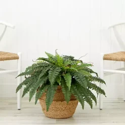 Boston Fern Arrangement in Brown Basket DIY Kit