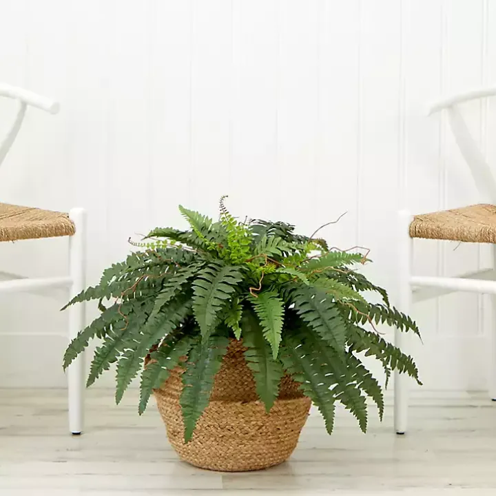Boston Fern Arrangement in Brown Basket DIY Kit