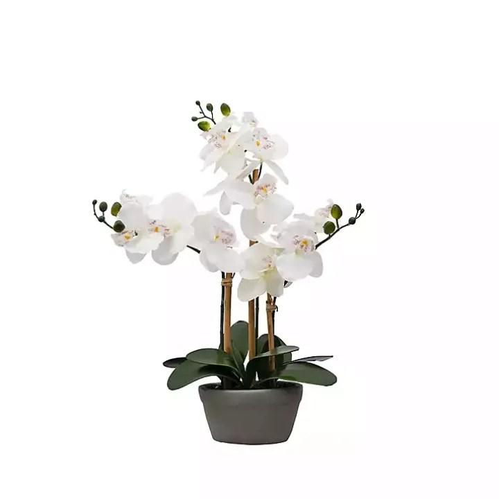 Desktop Orchid Arrangement in Gray Planter