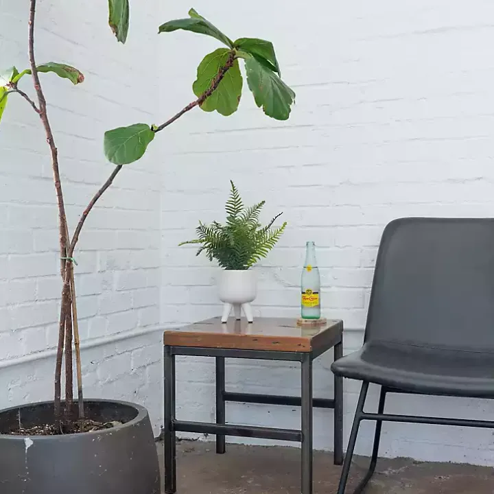 Desktop Palm Plant in White Planter