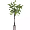 Eucalyptus Tree in Stripped Pot