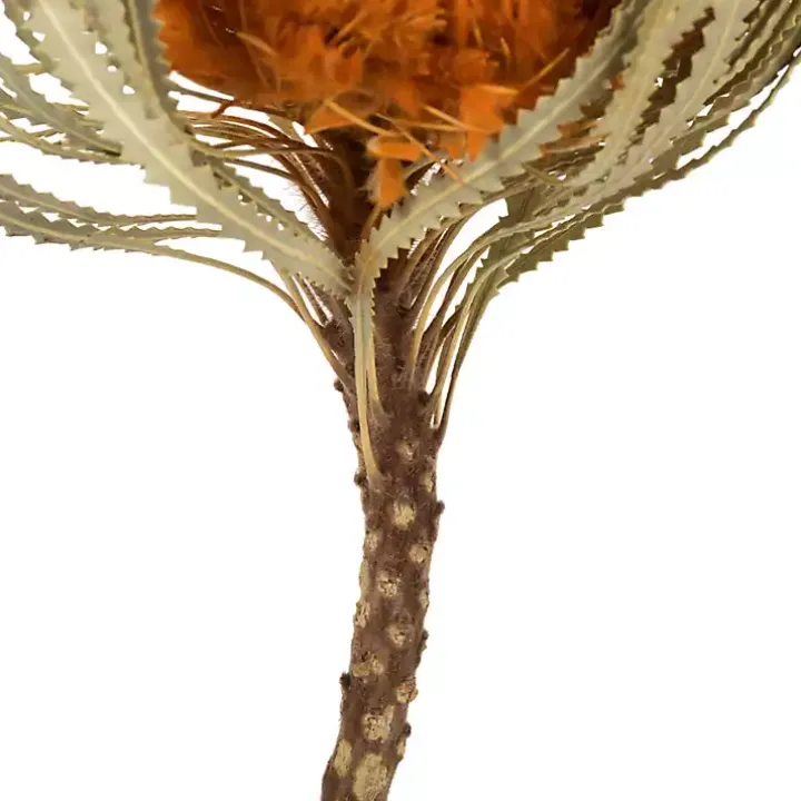 Fall Dried Jumbo Banksia Stems, Set of 3