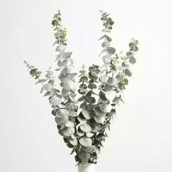 Frosted Eucalyptus Stem