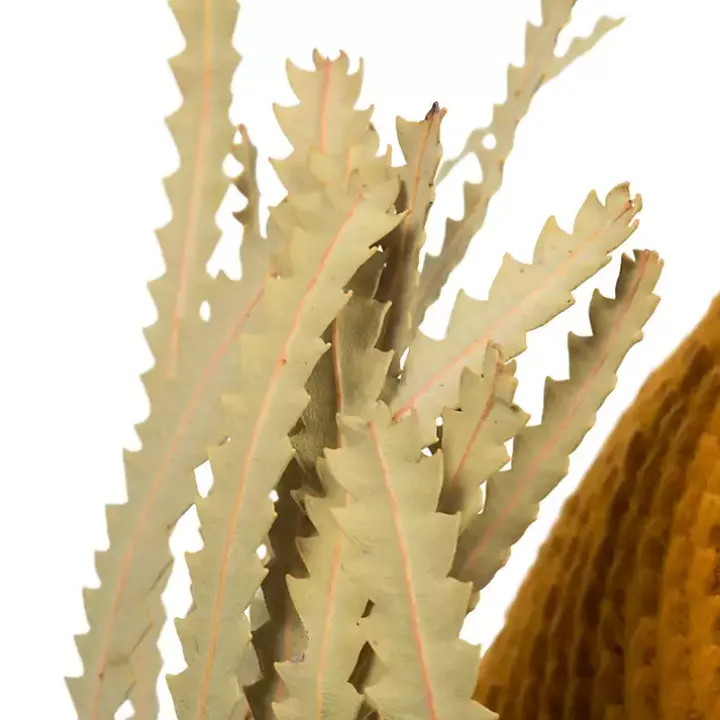 Gold Dried Jumbo Banksia Stems, Set of 3