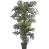 Golden Cane Palm Silk Tree, 6.5 ft.