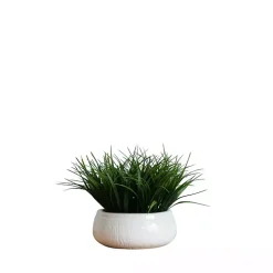 Grass Arrangement in White Ceramic Bowl