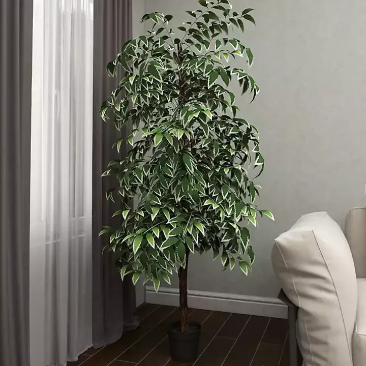 Green Ficus Potted Tree, 73 in.