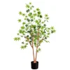 Green Maple Tree in Black Planter