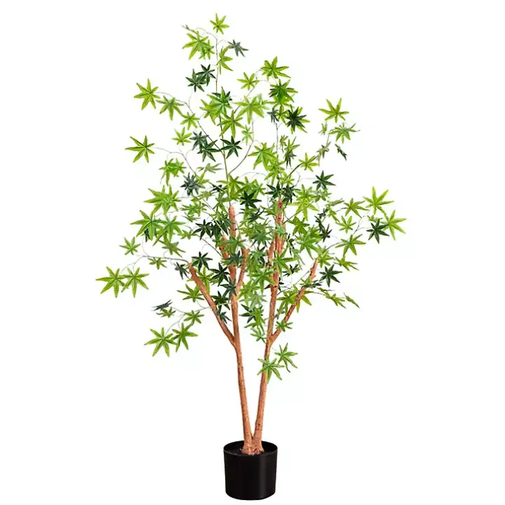 Green Maple Tree in Black Planter