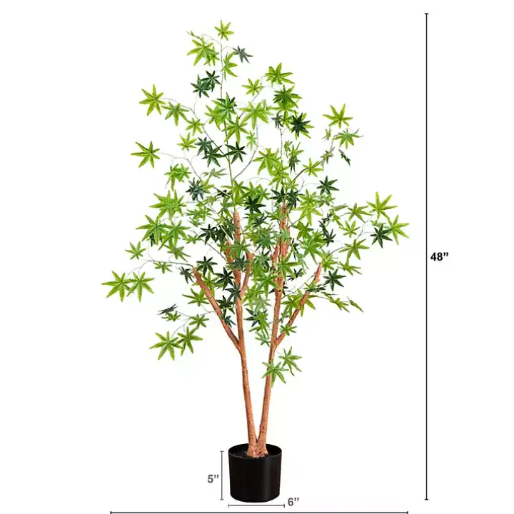 Green Maple Tree in Black Planter