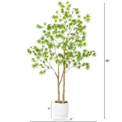 Green Maple Tree in White Planter