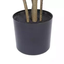 Green Potted Cotinus Coggygria Tree, 4 ft.