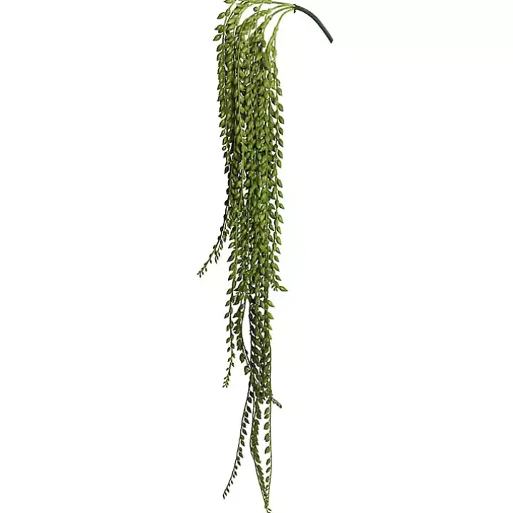 Green Senecio Bush