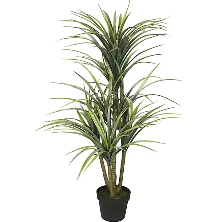 Green Yucca Tree in Black Planter
