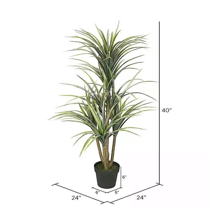 Green Yucca Tree in Black Planter
