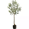 Italian Olive Tree in Black Nursery Planter, 4 ft.