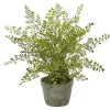 Maiden Hair Fern in Ceramic Planter