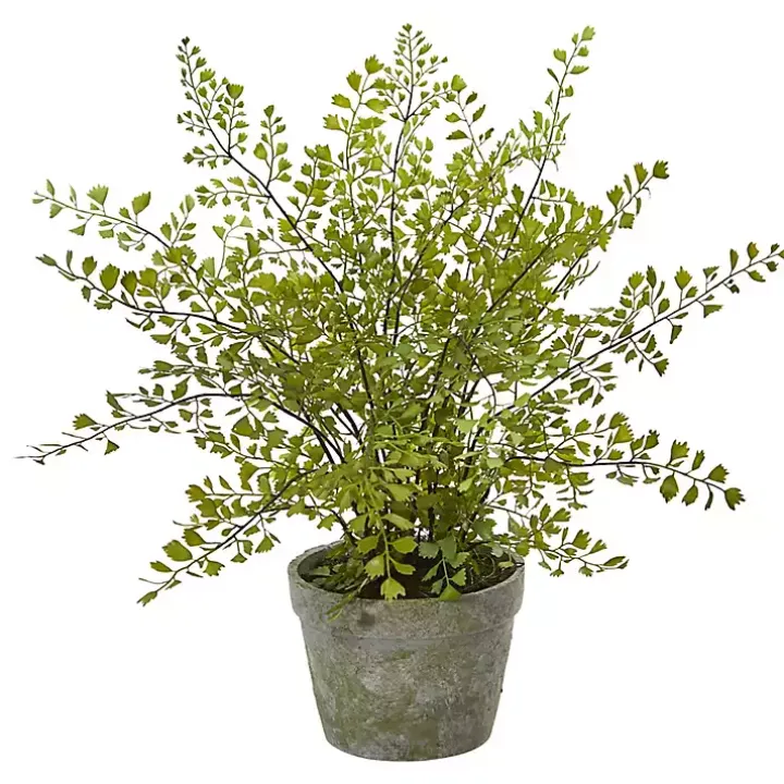 Maiden Hair Fern in Ceramic Planter