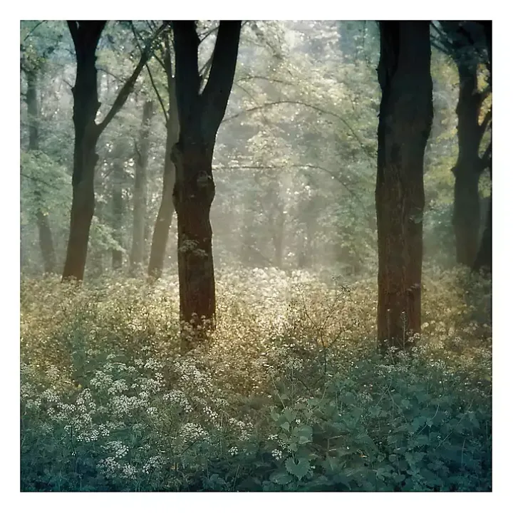 Morning in the Forest Giclee Canvas Art Print