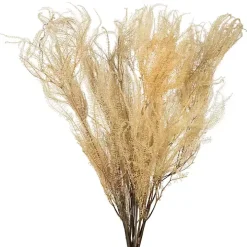 Natural Bleached Andares Fern Stems, Set of 9