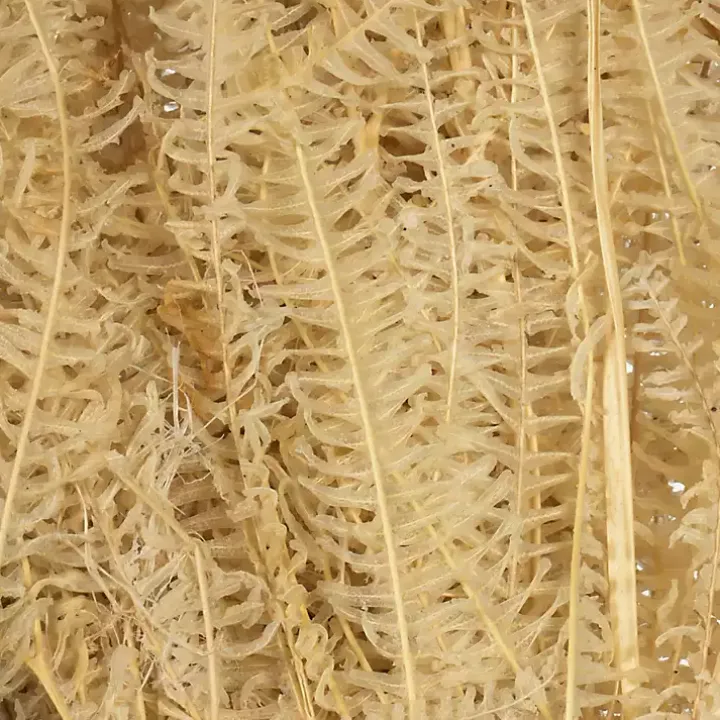 Natural Bleached Andares Fern Stems, Set of 9