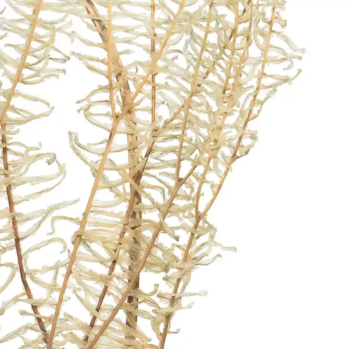 Natural Bleached Andares Fern Stems, Set of 9