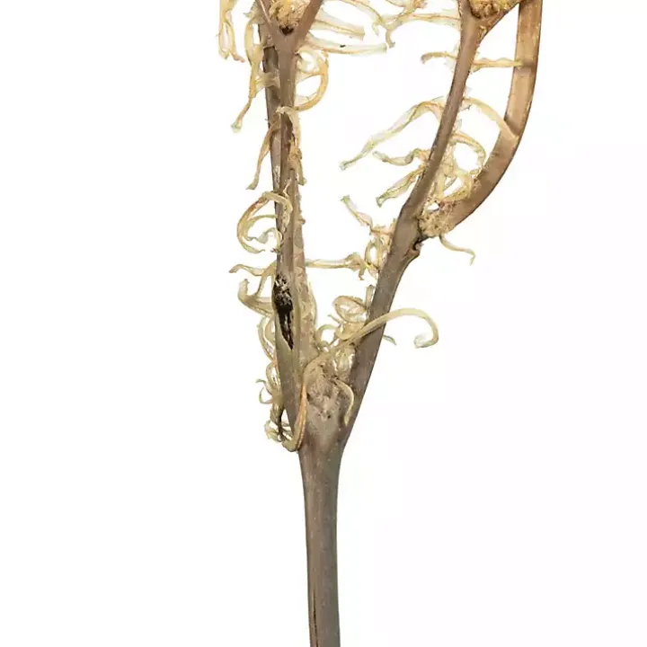 Natural Bleached Andares Fern Stems, Set of 9