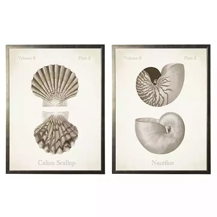 Neutral Seashells Framed Art Prints, Set of 2