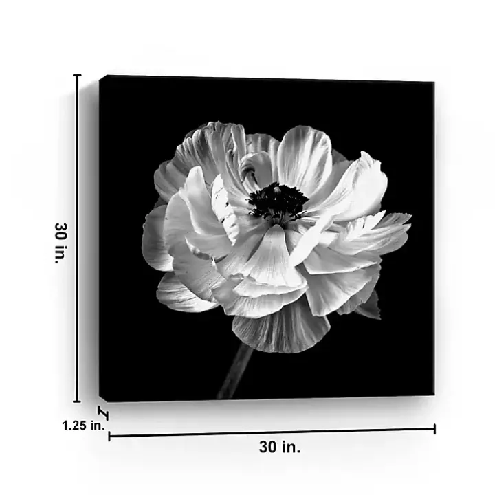 Noir Ranunculus Floral Giclee Canvas Art Print