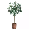 Olive Branch Tree in Weathered Planter, 3 ft.
