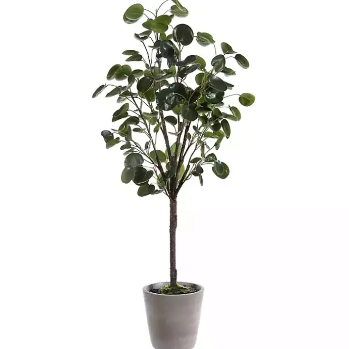 Polyscias Fruiticosa in White Pot