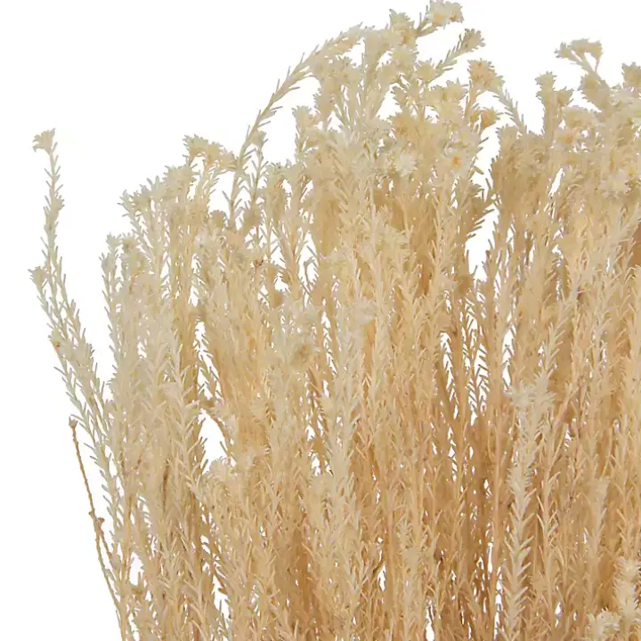 Preserved Natural Bleached Staavia Bush