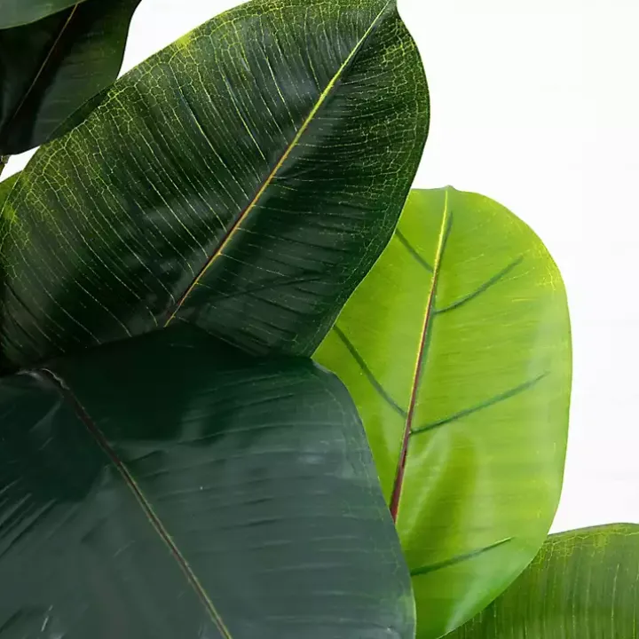 Rubberwood Tree in Planter, 6 ft.