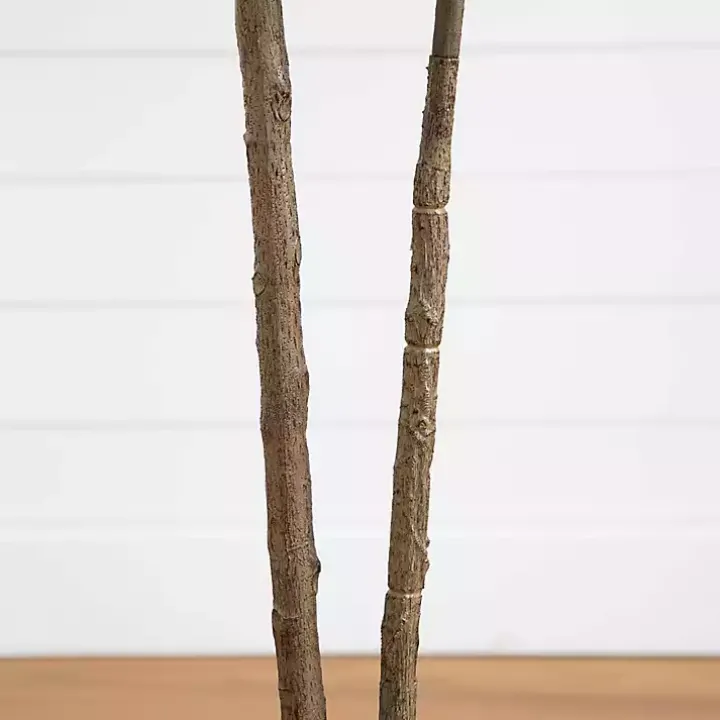 Rubberwood Tree in Planter, 6 ft.