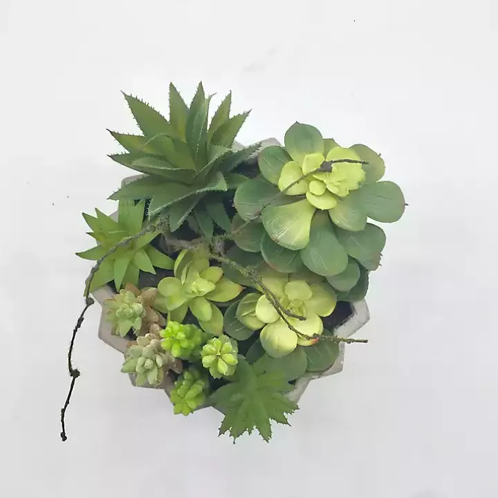 Succulent Arrangement in Zig-Zag Gray Planter