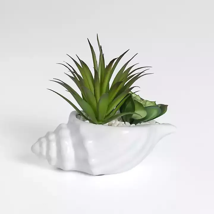 Succulent Arrangement in Seashell