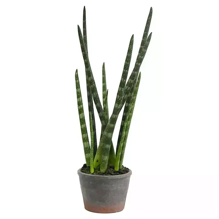 Tiger Tail Succulent in Distressed Planter
